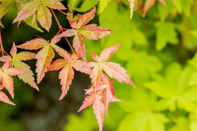 Acer palmatum 'Summer Gold' Strauch 80-100 cm