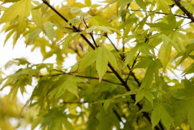 Acer palmatum 'Summer Gold' Strauch 80-100 cm