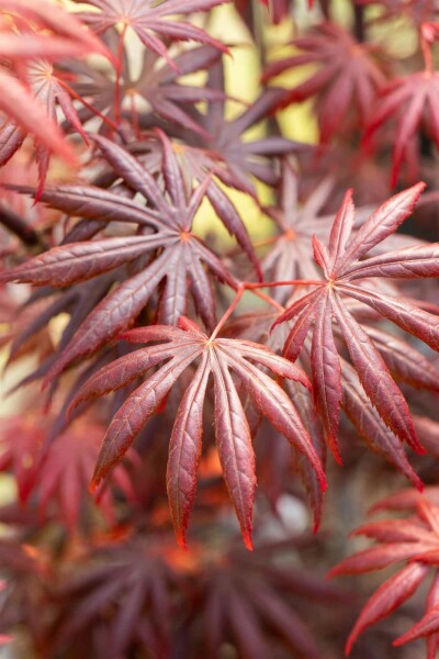Acer palmatum 'Trompenburg' Strauch 60-80 cm