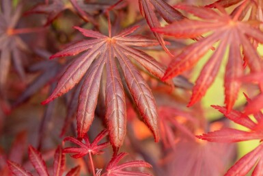 Japanischer ahorn Acer palmatum 'Trompenburg' Strauch 60-80 C10 Acer palmatum 'Trompenburg' Strauch 60-80 cm