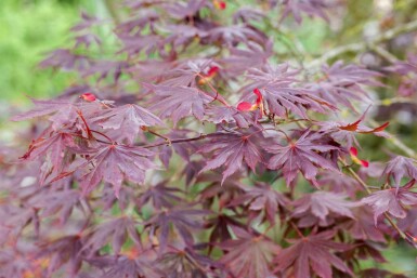 Acer palmatum 'Trompenburg' Strauch 175-200 cm