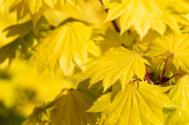 Goldahorn Acer shirasawanum 'Aureum' Strauch 30-40 C5 Acer shirasawanum 'Aureum' Strauch 30-40 cm