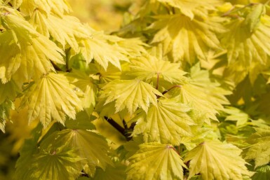 Goldahorn Acer shirasawanum 'Aureum' Strauch 40-50 C5 Acer shirasawanum 'Aureum' Strauch 40-50 cm