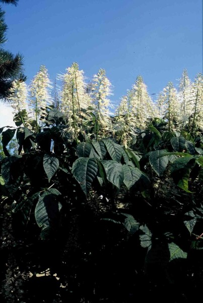 Strauch-Rosskastanie Aesculus parviflora Strauch 125-150 C20 Aesculus parviflora Strauch 125-150 cm