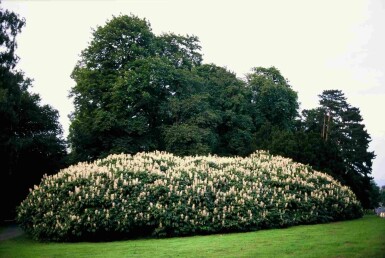 Aesculus parviflora Strauch 125-150 cm