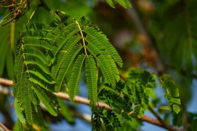 Albizia julibrissin 'Ombrella' Strauch 175-200 cm