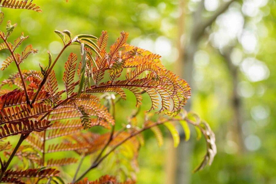 Seidenbaum Albizia julibrissin 'Summer Chocolate' Strauch 30-40 C3 Albizia julibrissin 'Summer Chocolate' Strauch 30-40 cm