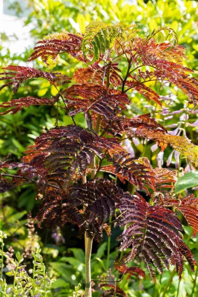 Albizia julibrissin 'Summer Chocolate' Strauch 100-125 cm