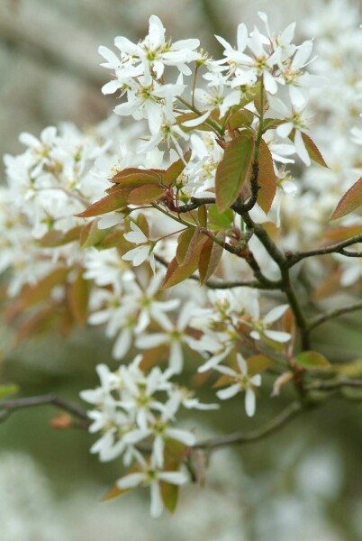 Amelanchier lamarckii Strauch 150-175 cm