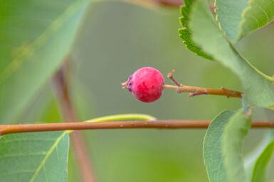 Felsenbirne Amelanchier alnifolia 'Obelisk' Strauch 40-50 C5 Amelanchier alnifolia 'Obelisk' Strauch 40-50 cm