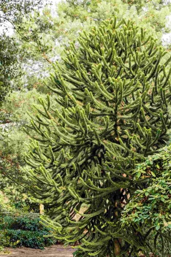 Andentanne Araucaria araucana Strauch 60-70 C20 Araucaria araucana Strauch 60-70 cm