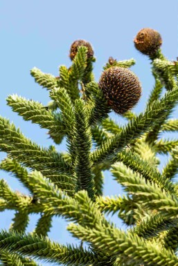 Araucaria araucana Strauch 60-70 cm