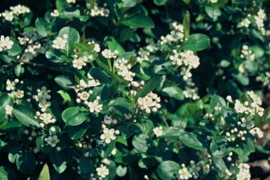 Aronia melanocarpa Strauch 60-80 cm