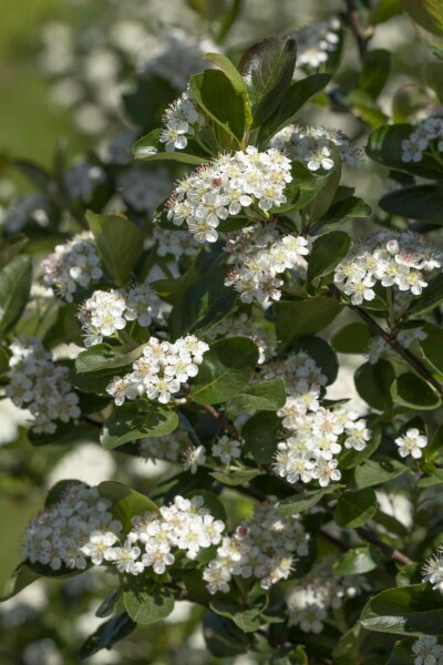 Aronia Aronia prunifolia 'Viking' Strauch 60-80 C10 Aronia prunifolia 'Viking' Strauch 60-80 cm