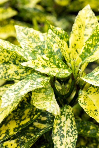 Aucuba japonica 'Crotonifolia' Strauch 60-80 cm