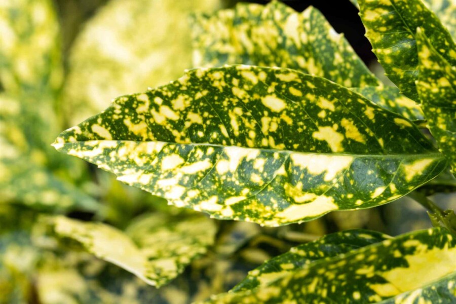 Japanische aukube Aucuba japonica 'Crotonifolia' Strauch 60-80 C10 Aucuba japonica 'Crotonifolia' Strauch 60-80 cm