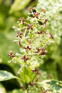 Japanische aukube Aucuba japonica 'Crotonifolia' Strauch 60-80 C10 Aucuba japonica 'Crotonifolia' Strauch 60-80 cm