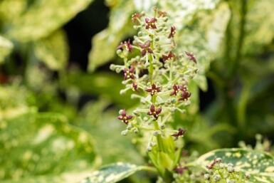 Aucuba japonica 'Crotonifolia' Strauch 80-100 cm