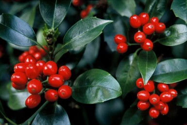 Aucuba japonica 'Rozannie' Strauch 60-80 cm