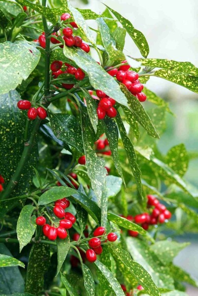 Aucuba japonica 'Variegata' Strauch 60-80 cm