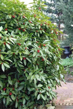 Japanische Aukube 'Variegata' Aucuba japonica 'Variegata' Strauch 60-80 C10 Aucuba japonica 'Variegata' Strauch 60-80 cm