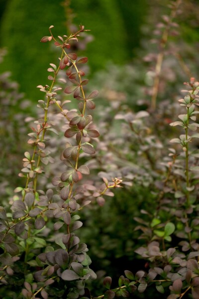 Thunbergs berberitze Berberis thunbergii Strauch 60-80 C10 Berberis thunbergii Strauch 60-80 cm
