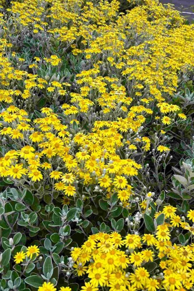 Brachyglottis 'Sunshine' Strauch 30-40 cm