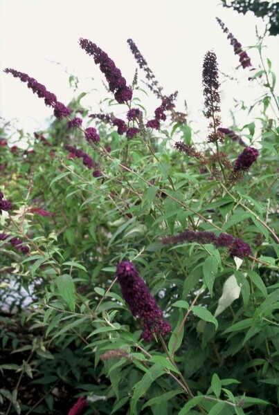 Buddleja davidii 'Black Knight' Strauch 40-60 cm
