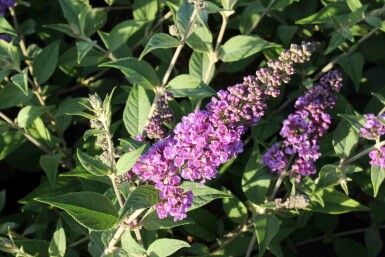 Buddleja davidii 'Blue Chip' Strauch 40-50 cm
