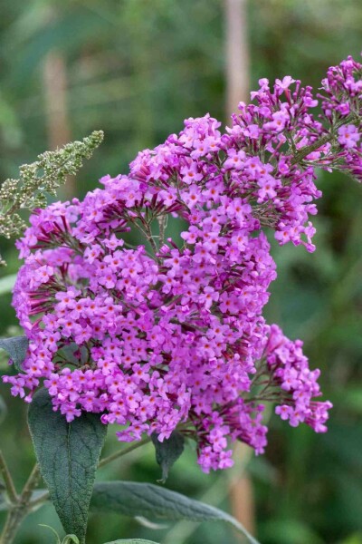 Buddleja davidii 'Border Beauty' Strauch 40-60 cm