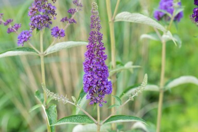 Sommerflieder Buddleja davidii 'Empire Blue' Strauch 45-50 C3 Buddleja davidii 'Empire Blue' Strauch 45-50 cm