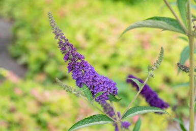 Buddleja davidii 'Empire Blue' Strauch 45-50 cm