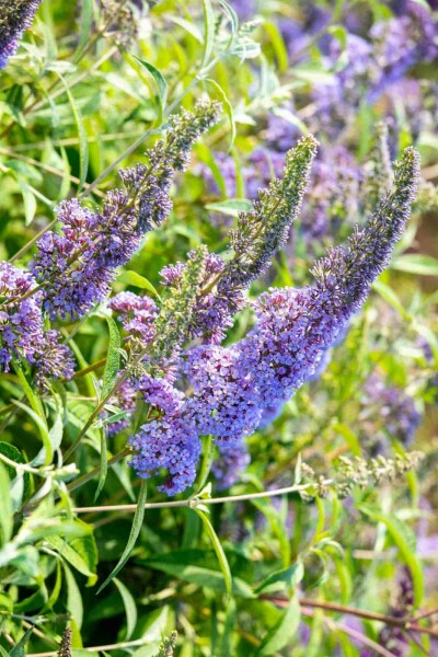 Buddleja davidii 'Empire Blue' Strauch 100-125 cm
