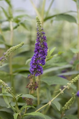 Buddleja davidii 'Empire Blue' Strauch 100-125 cm