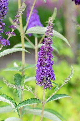 Sommerflieder Buddleja davidii 'Empire Blue' Strauch 100-125 C10 Buddleja davidii 'Empire Blue' Strauch 100-125 cm