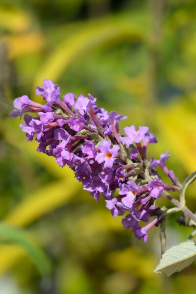 Sommerflieder Buddleja davidii 'Free Petite Dark Pink' Strauch 25-30 C2 Buddleja davidii 'Free Petite Dark Pink' Strauch 25-30 cm