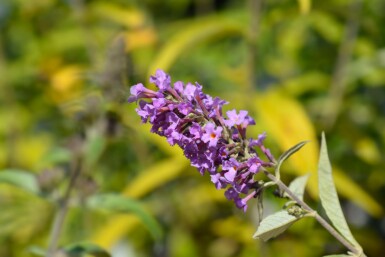 Buddleja davidii 'Free Petite Dark Pink' Strauch 40-50 cm
