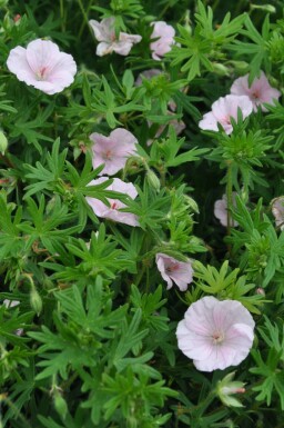 Garten-Blut-Storchschnabel Geranium sanguineum 'Striatum' Topf Geranium sanguineum 'Striatum'