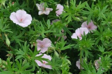 Garten-Blut-Storchschnabel Geranium sanguineum 'Striatum' Topf Geranium sanguineum 'Striatum'