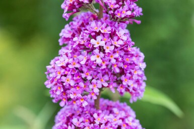 Buddleja davidii 'Ile de France' Strauch 60-80 cm