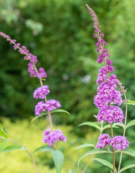 Buddleja davidii 'Ile de France' Strauch 100-125 cm