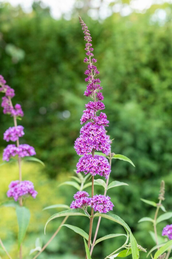 Sommerflieder Buddleja davidii 'Ile de France' Strauch 100-125 C10 Buddleja davidii 'Ile de France' Strauch 100-125 cm