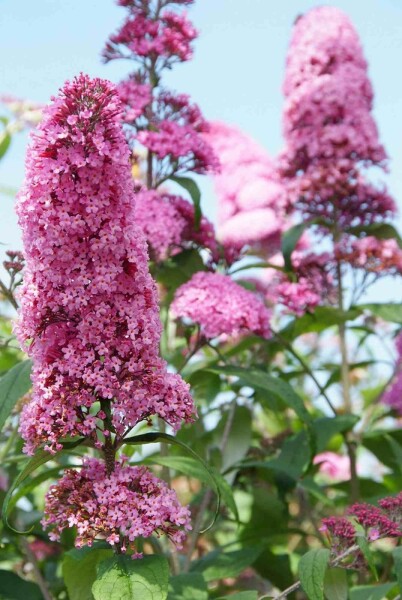 Schmetterlingsflieder 'Pink Delight' Buddleja davidii 'Pink Delight' Strauch 40-60 C3 Buddleja davidii 'Pink Delight' Strauch 40-60 cm