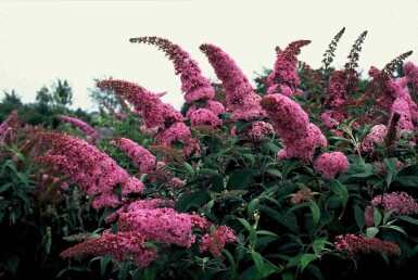 Buddleja davidii 'Pink Delight' Strauch 60-80 cm