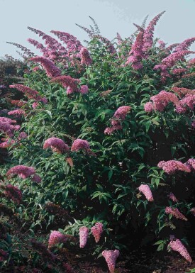 Buddleja davidii 'Pink Delight' Strauch 80-100 cm