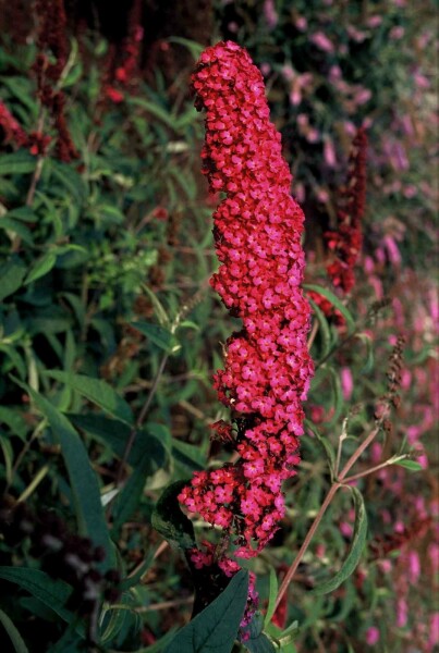 Schmetterlingsstrauch 'Royal Red' Buddleja davidii 'Royal Red' Strauch 40-60 C3 Buddleja davidii 'Royal Red' Strauch 40-60 cm