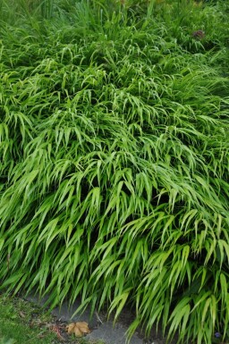 Japan-Berggras Hakonechloa macra Topf Hakonechloa macra
