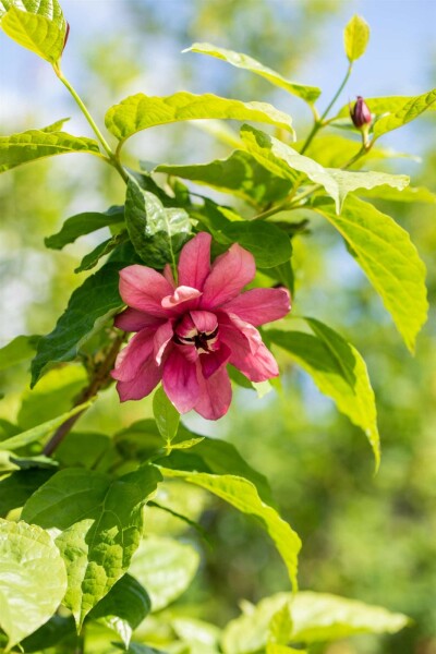 Calycanthus floridus Strauch 80-100 cm