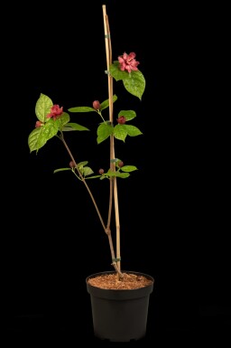 Calycanthus 'Hartlage Wine' Strauch 40-60 cm