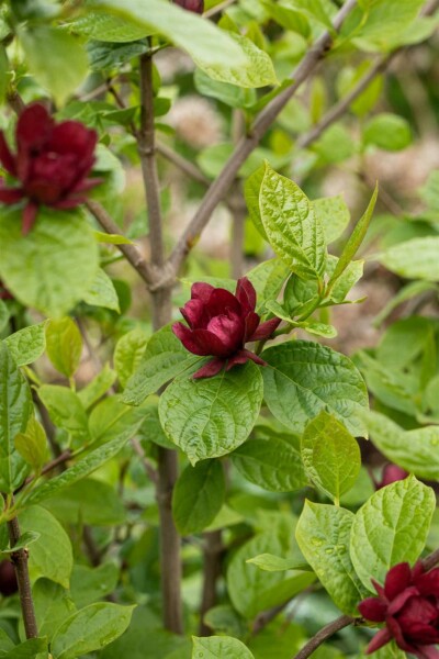 Calycanthus 'Hartlage Wine' Strauch 80-100 cm